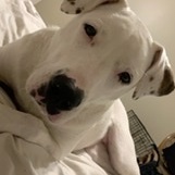 Fundraising Page: Kayla Russo